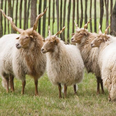 Racka sheep - De Zonnegloed - Animal park - Animal refuge centre 